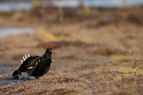 Black Grouse, Black Grouse