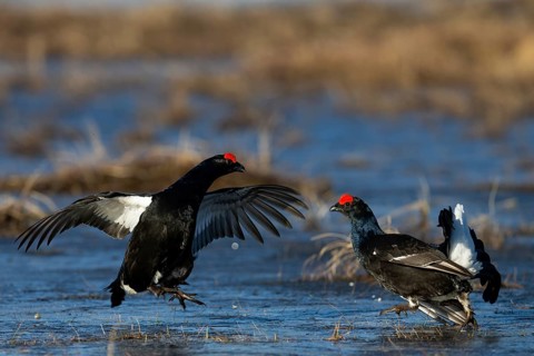 Black Grouse, Black Grouse