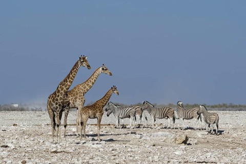 Angolan giraffes,