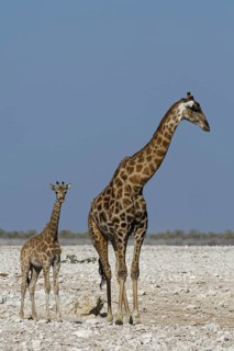 Angolan giraffes,