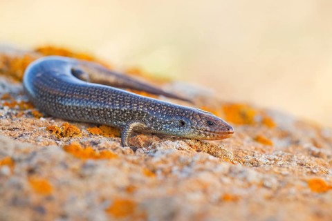 Purple skink,