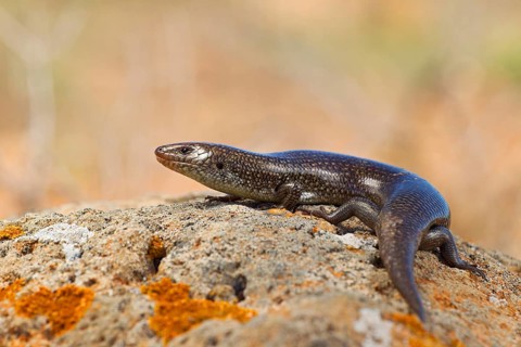 Purple skink,