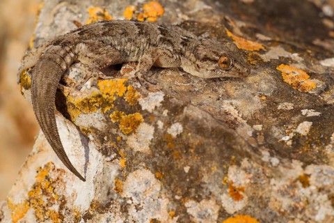 East canary gecko,