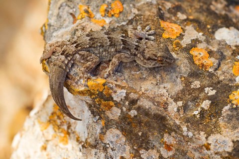 East canary gecko,