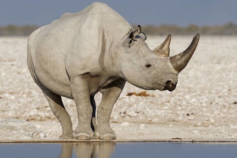 Black rhinoceros,