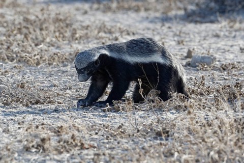 Honey badger,