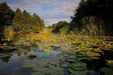 Watercourse section of the middle Havel, water lilies