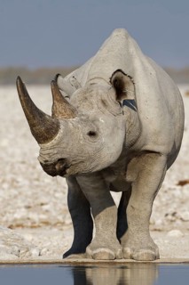 Black rhinoceros,