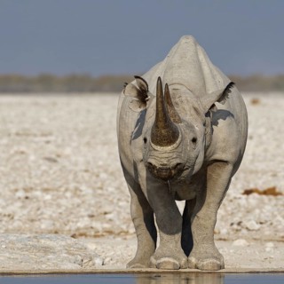 Black rhinoceros,