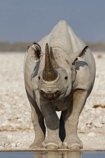 Black rhinoceros,