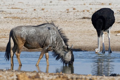 Blue wildebeest,