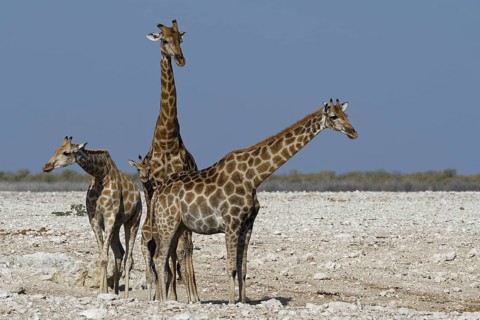 Angolan giraffes,