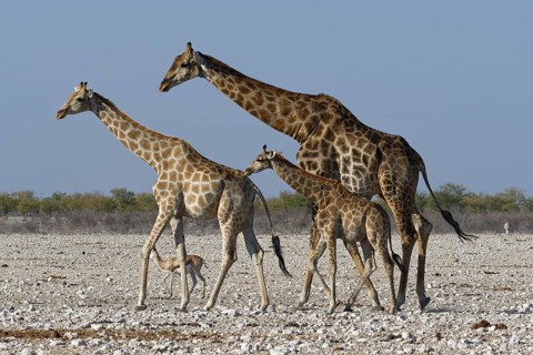 Angolan giraffes,