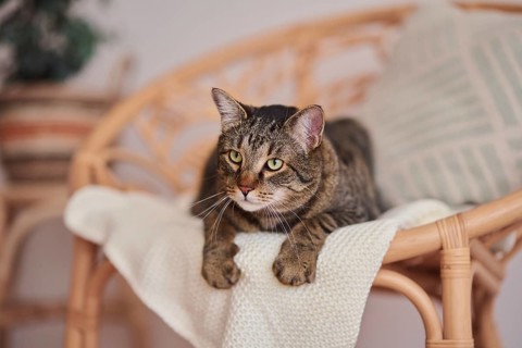 Tabby felidae,
