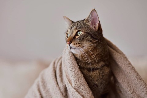 Tabby felidae,