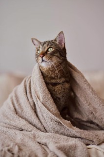 Tabby felidae,