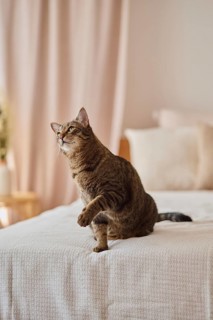 Tabby felidae,