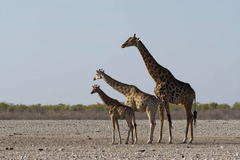 Angolan giraffes,