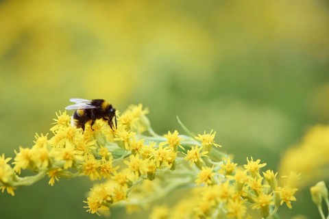 Garden bumblebee,