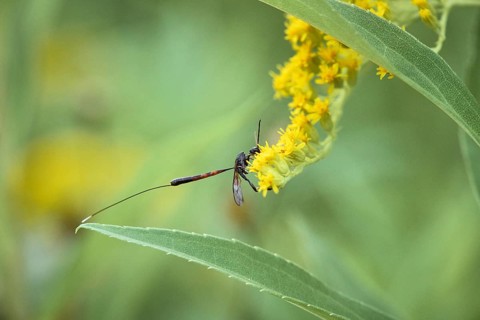 Gout wasp,