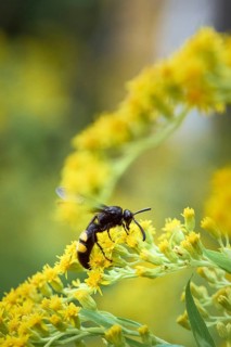 Bristly dagger wasp,