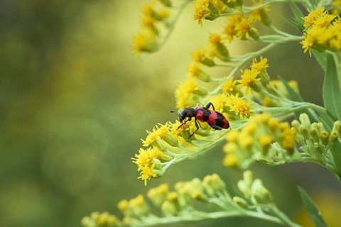 Bee beetle,