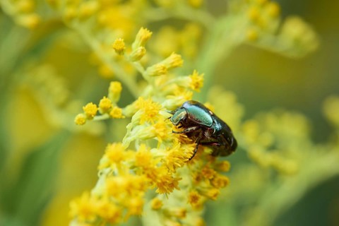 Rose chafer,