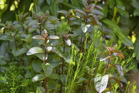 Peppermint