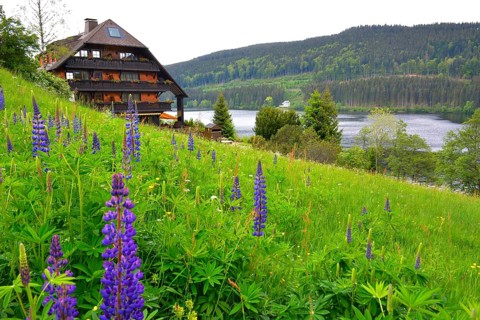 Black Forest