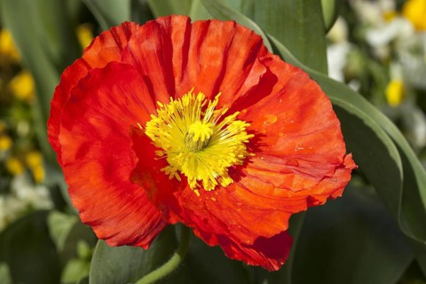 Iceland poppy