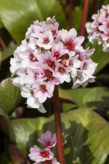 Purple himalayan saxifrage