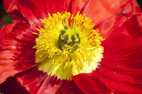 Iceland poppy