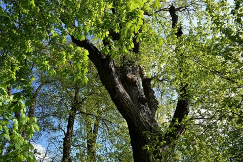 Chestnut Tree Baden-Wuerttemberg
