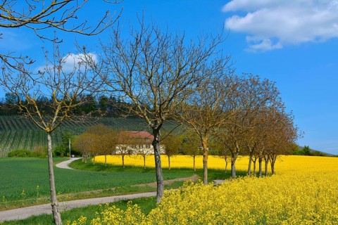 Maulbronn