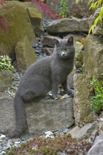 Carthusian