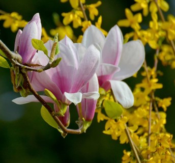 Magnolia blossoms with flowering forsythia in the garden