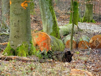 Near Maulbronn