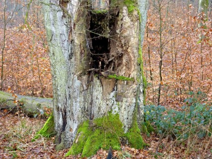 Near Maulbronn