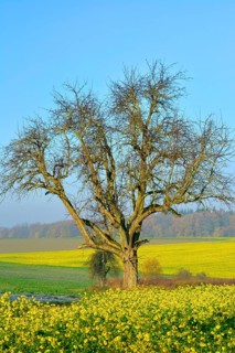 BW. Wuerttemberg Autumn landscape