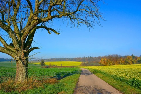 BW. Wuerttemberg Autumn landscape