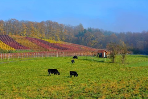 BW. Wuerttemberg wine landscape in autumn