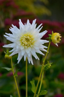 Semicactus dahlia in white flowering in the garden