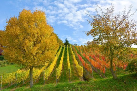 BW. near Sternenfels colourful vineyards in autumn