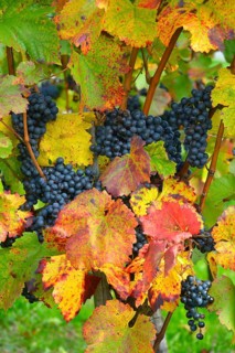 Red wine grapes on the vine with colourful leaves in autumn