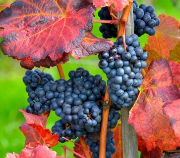 Red wine grapes on the vine with colourful leaves in autumn