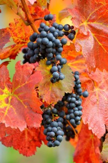 Red wine grapes on the vine with colourful leaves in autumn