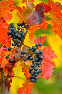 Red wine grapes on the vine with colourful leaves in autumn
