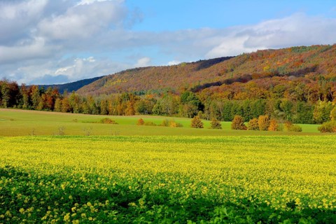 Mustard field blooming in autumn in the autumn forest