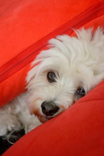 White Havanese dog between cushions
