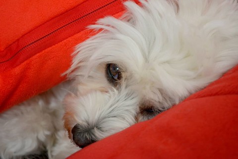 White Havanese dog between cushions